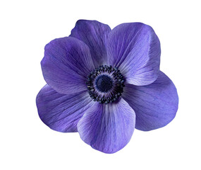 Wall Mural - Isolated blue flower on a white background. Anemone