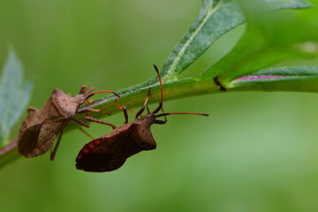 
two bug beetles on a green plant close-up