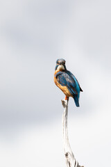 Wall Mural - Male Common Kingfisher perched on a pale branch with blue cloudy sky in the background.  