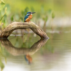 Wall Mural - common kingfisher perched on a branch with reflection showing in pond below and a green background.