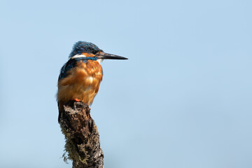 Wall Mural - male common kingfisher perched on a branch with blue sky in the background.