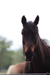 Head of a brown horse as a portrait