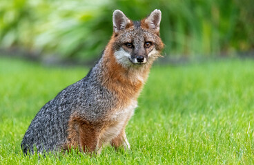 Wall Mural - Portrait of fox sitting. Wildlife looking straight at camera