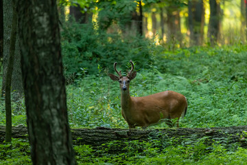 Wall Mural - Young white tailed deer with growing antlers in velvet.Natural scene from Wisconsin.