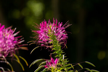 Poster - Spiders Flowers in the botanical garden