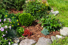 Rock Garden Flowerbed With Red Thunberg Barberry, Thuja Danica Aurea, Blue Star Juniper, Astilbe, Lilac Petunia, Festuca And Other Shrubs Mulched With Pine Bark Chips