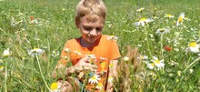 Sremska Mitrovica, Serbia. June 30, 2020, A Happy Boy With Blond Hair Sits On The Lawn And Sniffs Wildflowers. The Child Looks Down And Smiles. Daisies, Yarrows And Green Grass Grow On The Field
