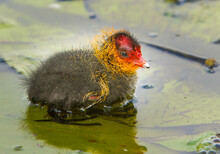 A Young Coot Chick, Only A Few Days Old.  Coots Are Small Water Birds That Are Members Of The Rallidae (rail) Family.  Kinderdijk, The Netherlands.  