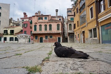 pigeons in venice