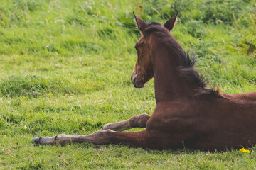 horse in the field