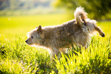 The Sloshed Out Dog Free Stock Photo - Public Domain Pictures