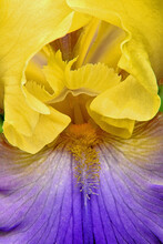 Attention-grabbing Closeup Of Spring-flowering Yellow And Purple Bearded Iris. Parts Of Perennial Are Clearly Shown, Including The Prominent Feathery “beard" Extending Out From Center Of Flower.