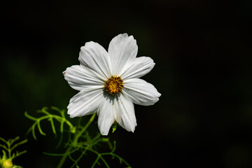 white cosmos flower