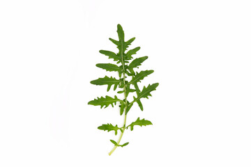 Wall Mural - Fresh arugula leaf on white background