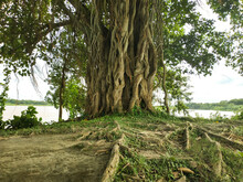 Banyan Tree By The River