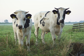 cows in a field