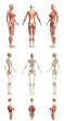 © Dancing Man - 9 hi-res renders in 1, womans body with muscle map and skeleton and organs - physiology study concept - cg medical 3D illustration isolated