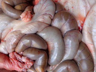 Background of cow intestines, animal intestines