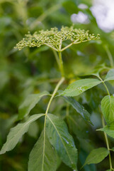 Sticker - Wet elderflower with leaves after rain.