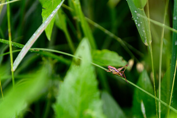 Sticker - Grasshopper on a green leaf of grass with dew.