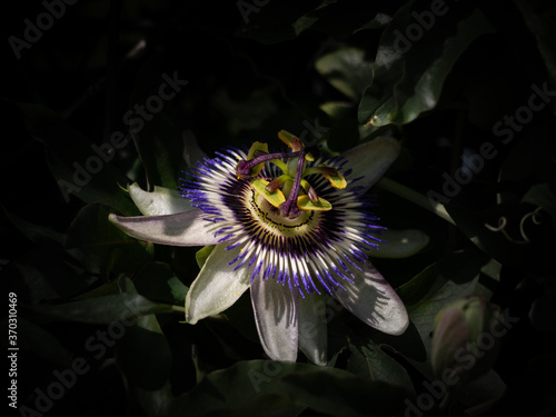 View of passion flower against black background © Simon