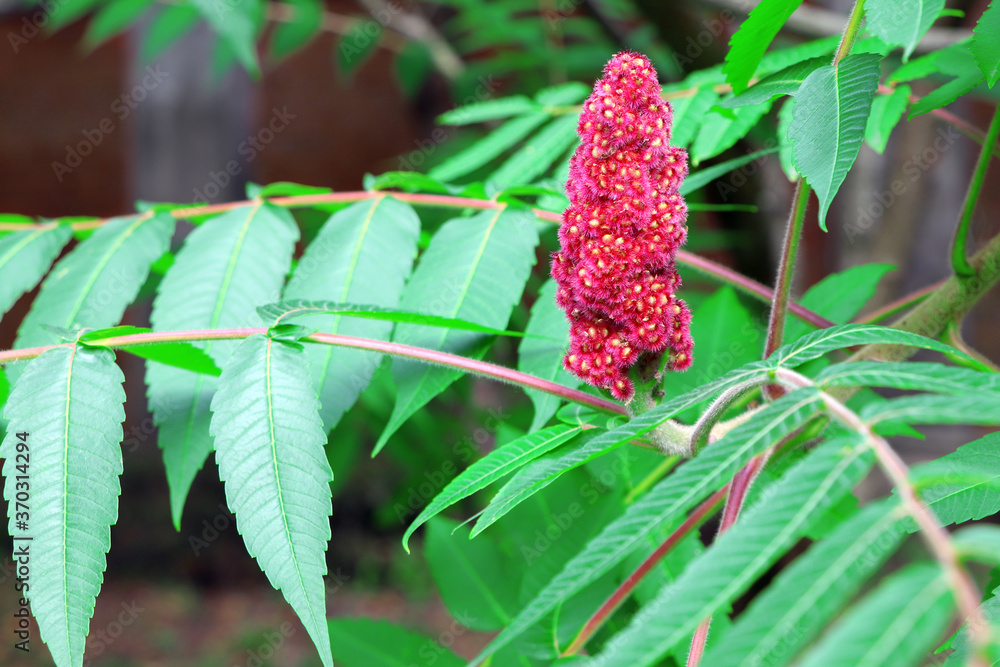 Leaves and flowers of Ailanthus. Blooming Ailanthus altissima.Fraxinus  chinensis. Red flowers of Ailanthus . Stock Photo | Adobe Stock