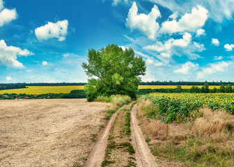 Wall Mural - Country road and tree