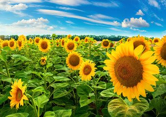 Wall Mural - sunflower field in day