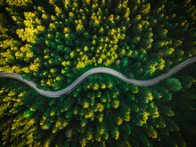 Curvy Road In Summer Pine Forest. Top Down Drone Photography. Outdoor Wilderness