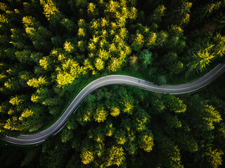 Poster - Winding Curvy Road Trough Forest. Aerial Drone Top Down View. Wilderness