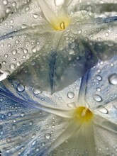 Water Drops On Morning Glories