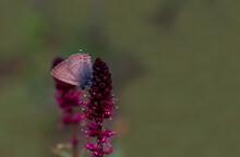 Love Me Big, Butterfly / Satyrium With Me