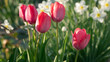 Różowe tulipany w ogrodzie