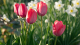 Fototapeta Tulipany - Różowe tulipany w ogrodzie