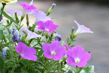 Poster - 紫色の可憐なペチュニアの花（日本の大船フラワーセンター）