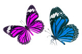 Fototapeta Motyle - Beautiful buterfly winged isolated on white background