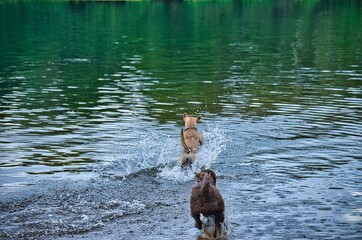 Dog play and romp on the dog beach in Langenhagen near Hannover at the Silbersee