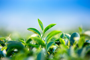 Wall Mural - close up Green Tea Leaves shoots in a tea plantation , nature background