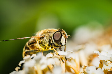 Wall Mural - The pellucid hoverfly [Volucella pellucens]