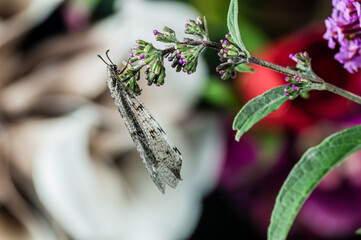 Poster - The adult antlion [Myrmeleontidae]