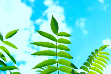 Wall Mural - Abstract nature background. Green leaves over blue sky background.