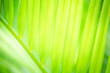 Abstract greenery blurred background of palm leaf.