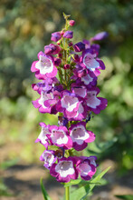 Amazing Flowering Plant Penstemon ‘Pensham Czar’ (Penstemon, Family: Plantaginaceae) With Large Purple Bell-shaped, Foxglove-like Blooms Flowers And Pure White Throats