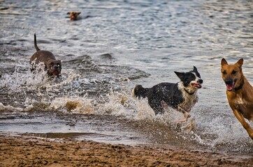 Dog play and romp on the dog beach in Langenhagen near Hannover at the Silbersee