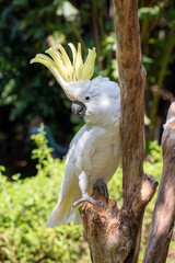 white parrot in the park