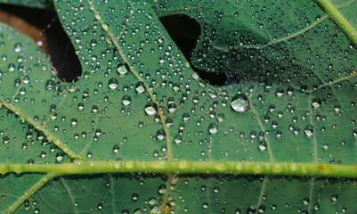 Beautiful green leaf with drops of water. water drops on green leaf for wallpaper. Background and Textures.  Chandpur, Bangladesh / 2020.