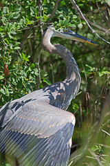 Wall Mural - great blue heron