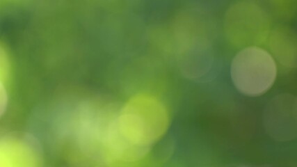abstract green sunny bokeh blurred 4k video background with sun shine through defocused foliage of t