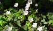 White sorrel flowers under sunlight with blurred background.