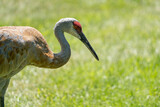 Fototapeta Zwierzęta - sand hill crane close up headshot on a sunny day